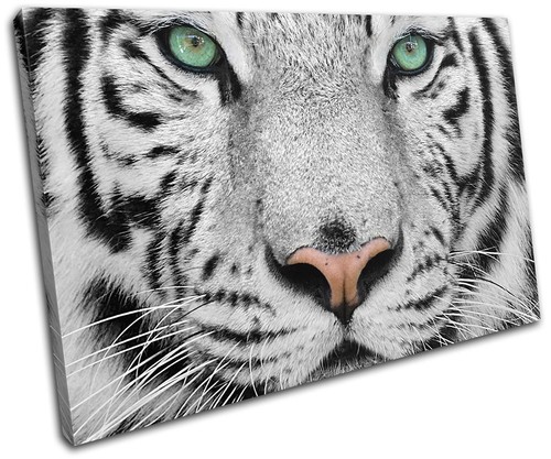 Siberian tiger green eyes - siberian,