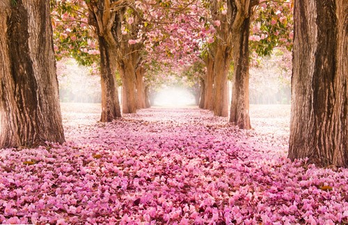 Pink leaves forest - leaves, nature