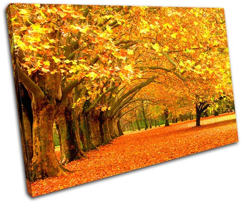 Autumn trees landscapes - autumn,