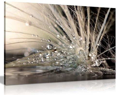 Water droplets feather - water,