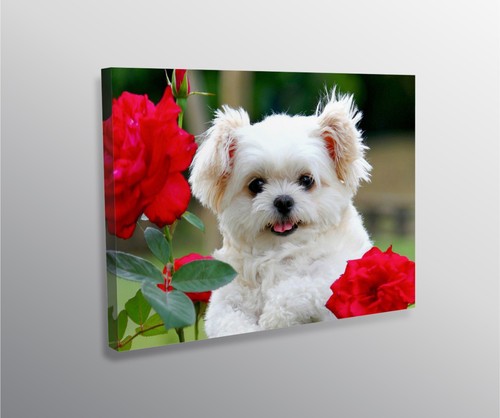 Personalised canvas photo - canvas,